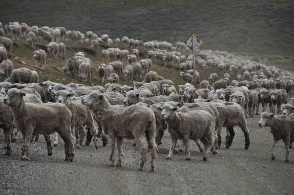 Estrada bloqueada por centenas de carneiros na Terra do Fogo chilena